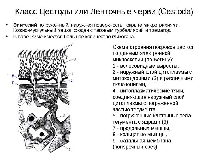 Класс Цестоды или Ленточные черви (Cestoda) • Эпителий погруженный, наружная поверхность покрыта микротрихиями. 