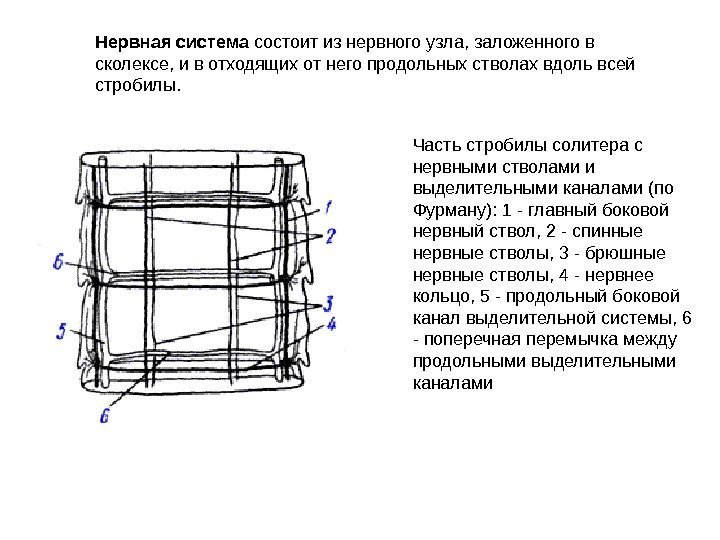 Часть стробилы солитера с нервными стволами и выделительными каналами (по Фурману): 1 - главный