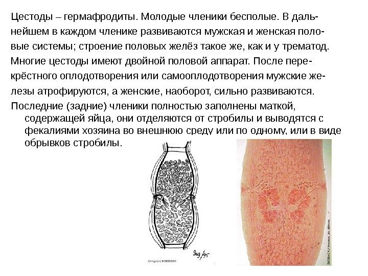 Цестоды – гермафродиты. Молодые членики бесполые. В даль- нейшем в каждом членике развиваются мужская