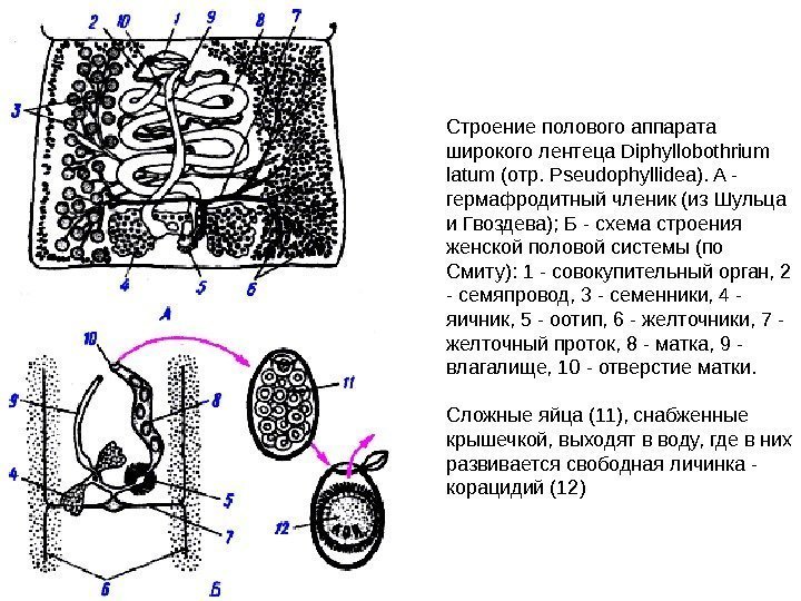 Строение полового аппарата широкого лентеца Diphyllobothrium latum (отр. Pseudophyllidea). A - гермафродитный членик (из