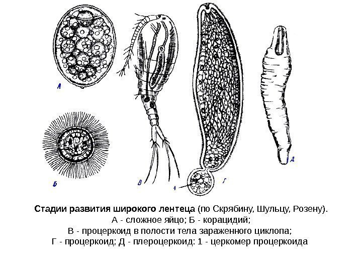 Стадии развития широкого лентеца (по Скрябину, Шульцу, Розену).  А - сложное яйцо; Б