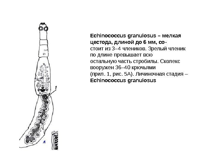 Echinococcus granulosus – мелкая цестода, длиной до 6 мм, со- стоит из 3– 4