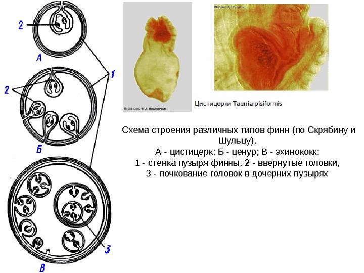 Схема строения различных типов финн (по Скрябину и Шульцу).  А - цистицерк; Б