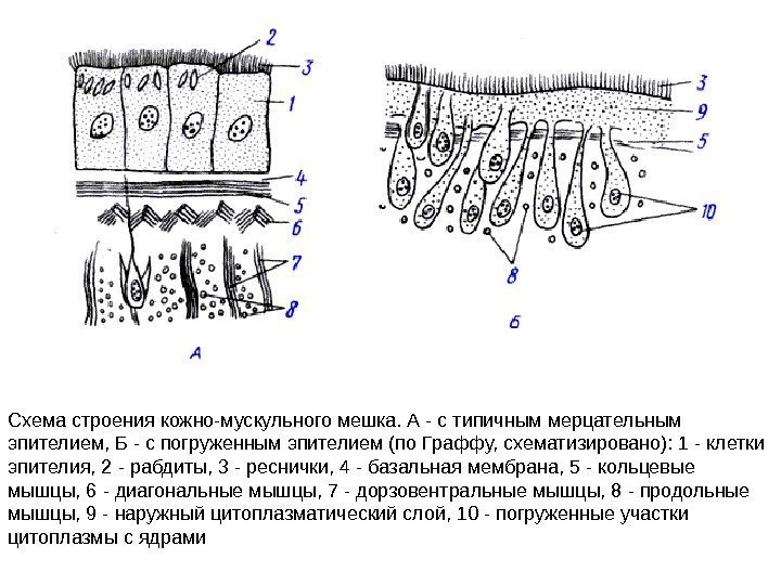 Схема строения кожно-мускульного мешка. А - с типичным мерцательным эпителием, Б - с погруженным