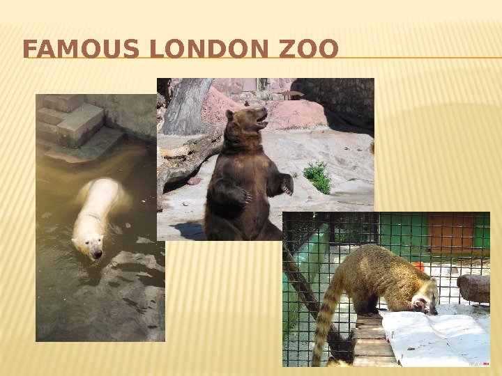 FAMOUS LONDON ZOO 