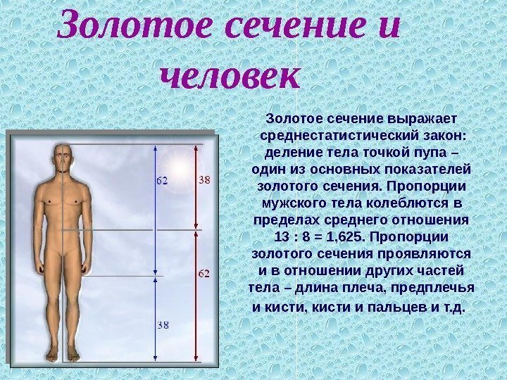   Золотое сечение и человек Золотое сечение выражает  среднестатистический закон:  деление