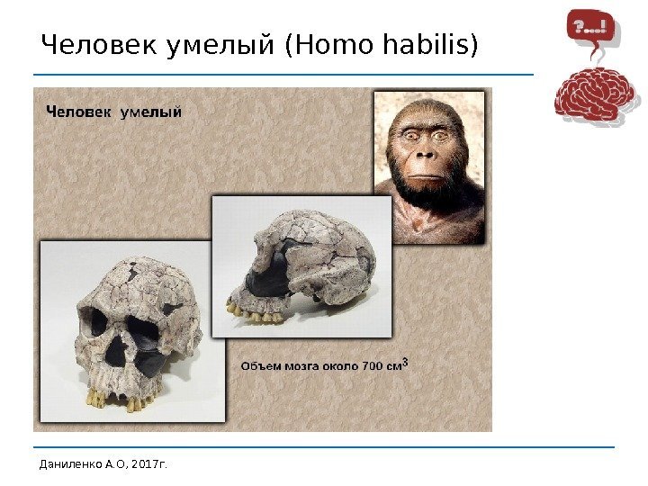 Человек умелый (Homo habilis) Даниленко А. О, 2017 г.  