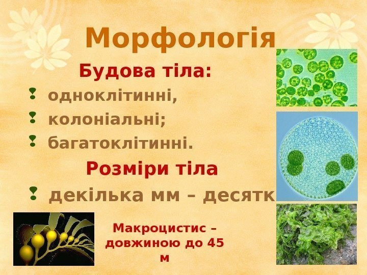 Морфологія   Будова тіла: одноклітинні, колоніальні; багатоклітинні.  Розміри тіла  декілька мм