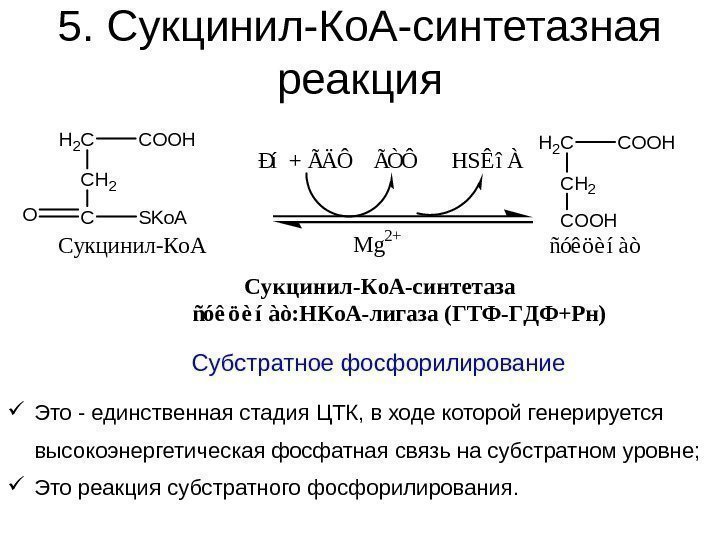 5. Сукцинил-Ко. А-синтетазная реакция Это - единственная стадия ЦТК, в ходе которой генерируется высокоэнергетическая
