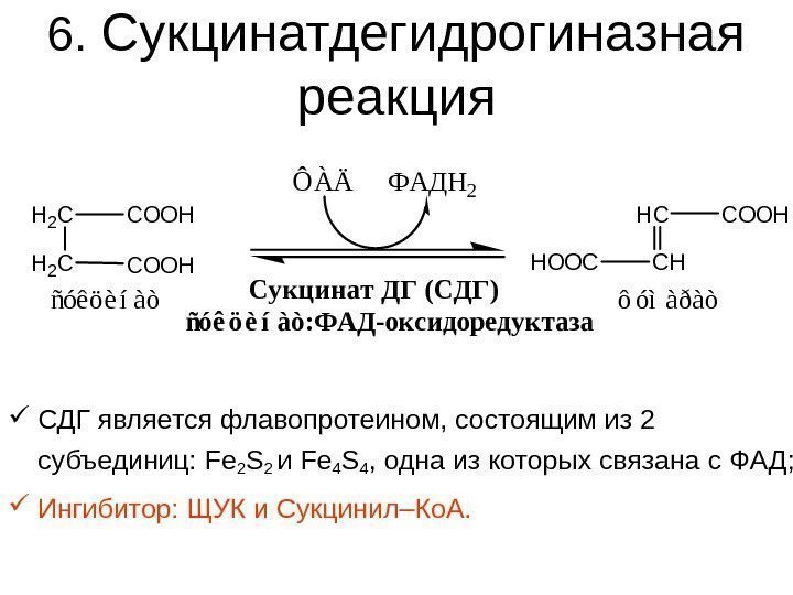 6.  Сукцинатдегидрогиназная  реакция СДГ является флавопротеином, состоящим из 2 субъединиц:  Fe