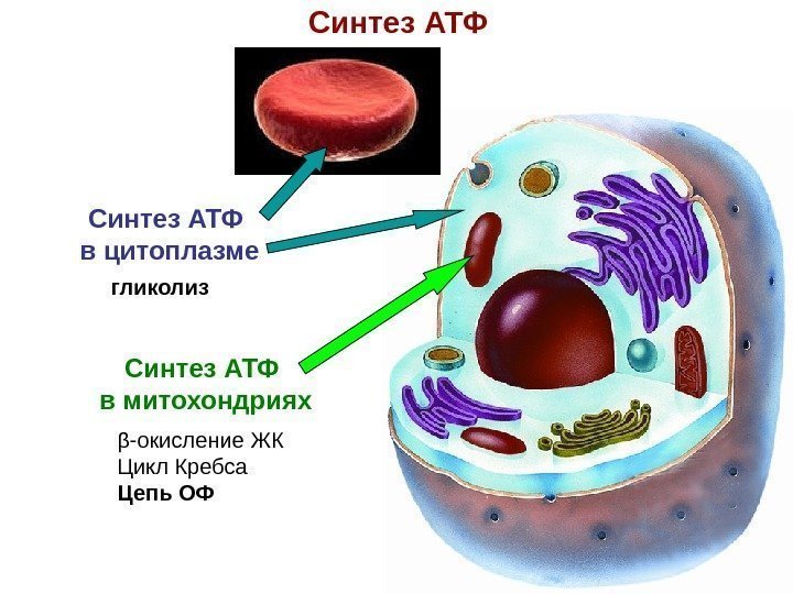 Синтез АТФ в митохондриях β - окисление ЖК Цикл Кребса Цепь ОФСинтез АТФ в
