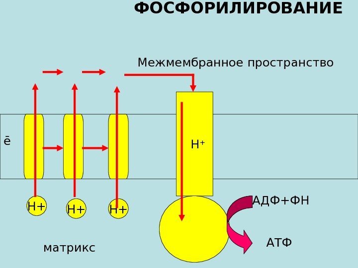 Н+ Н+ Н+ē ФОСФОРИЛИРОВАНИЕ АДФ+ФН АТФН +Межмембранное пространство матрикс 