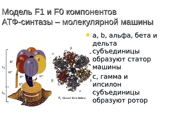 Модель F 1 ии F 0 компонентов АТФ-синтазы – молекулярной машины a, b, 