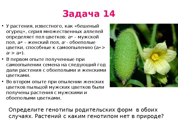 Задача 14 • У растения, известного, как «бешеный огурец» , серия множественных аллелей определяет