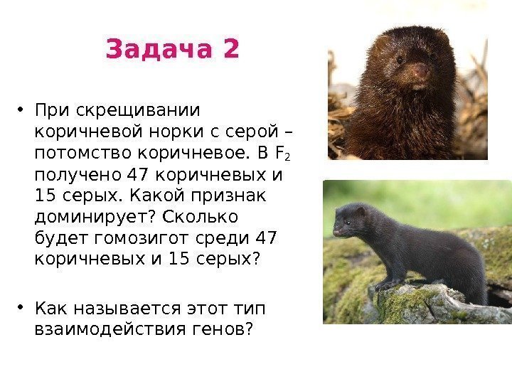 Задача 2 • При скрещивании коричневой норки с серой – потомство коричневое. В F