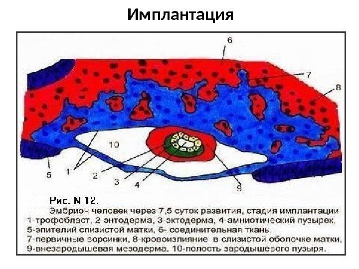 Эротика Бесплатно Внутрь Сзади Страсть Оплодотворение Страсть