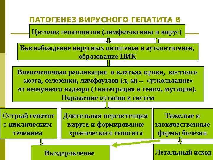 ПАТОГЕНЕЗ ВИРУСНОГО ГЕПАТИТА В Цитолиз гепатоцитов (лимфотоксины и вирус)  Высвобождение вирусных антигенов и