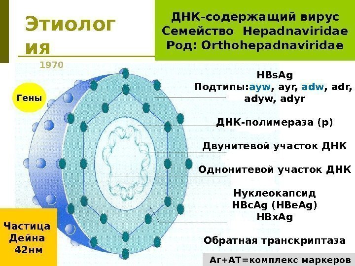 Этиолог ия HBs. Ag Подтипы: ayw , ayr,  adw , adr,  adyw,