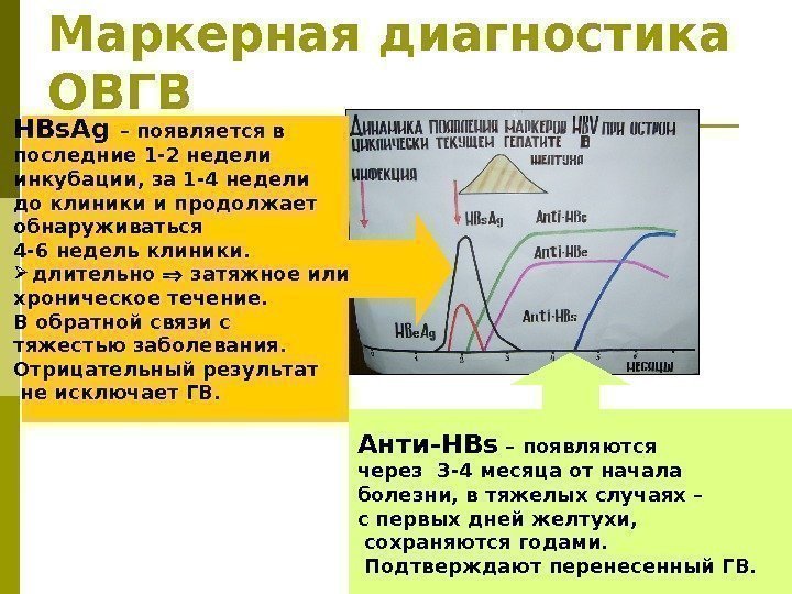 Маркерная диагностика ОВГВ HBs. Ag – появляется в последние 1 -2 недели инкубации, за