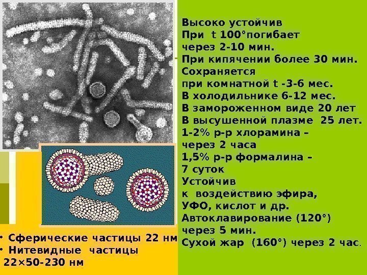 Высоко устойчив При t 100°погибает через 2 -10 мин. При кипячении более 30 мин.