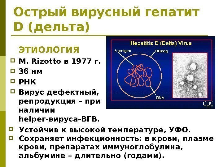 Острый вирусный гепатит D (дельта) ЭТИОЛОГИЯ М. Rizotto в 1977 г.  36 нм