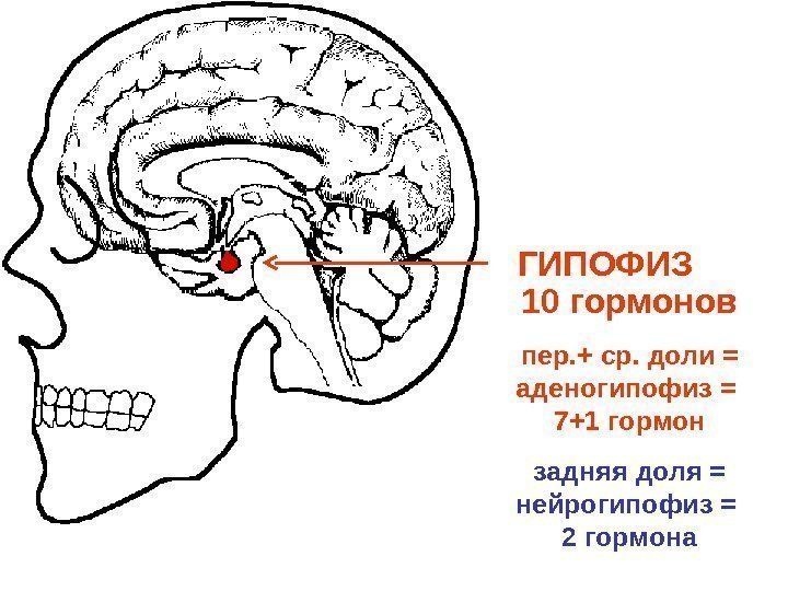 ГИПОФИЗ  10 гормонов пер. +  ср. доли = аденогипофиз =  7+1