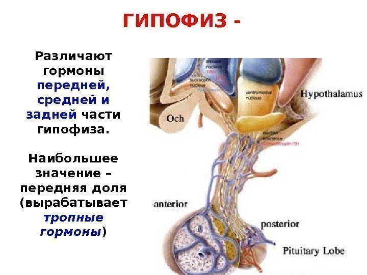 ГИПОФИЗ - Различают гормоны передней,  средней и задней части гипофиза. Наибольшее значение –
