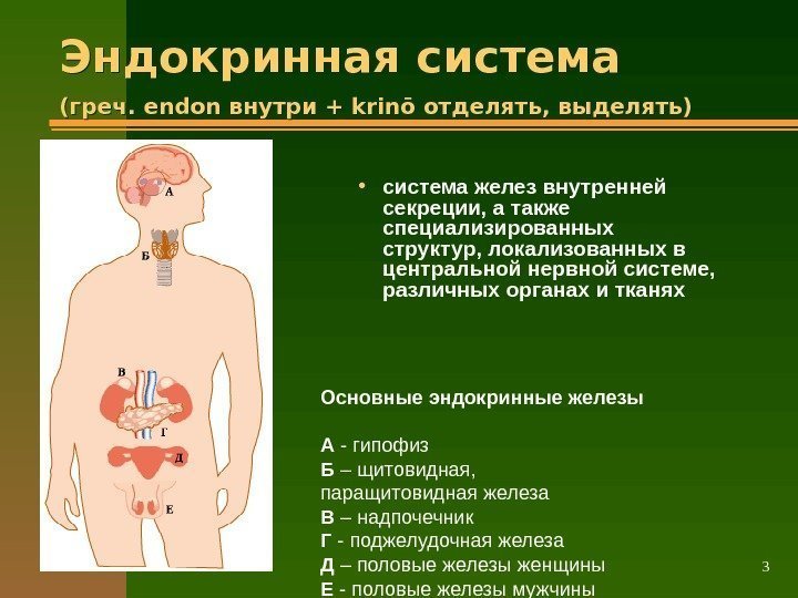 07. 03. 17 3 • система желез внутренней секреции, а также специализированных структур, локализованных