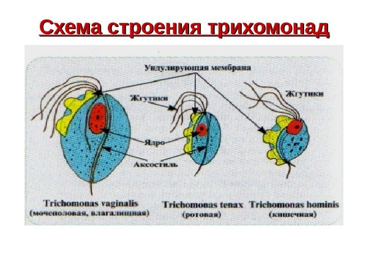   Схема строения трихомонад 