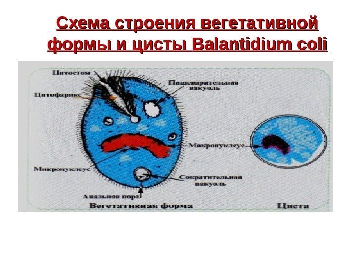   Схема строения вегетативной формы и цисты Balantidium coli 