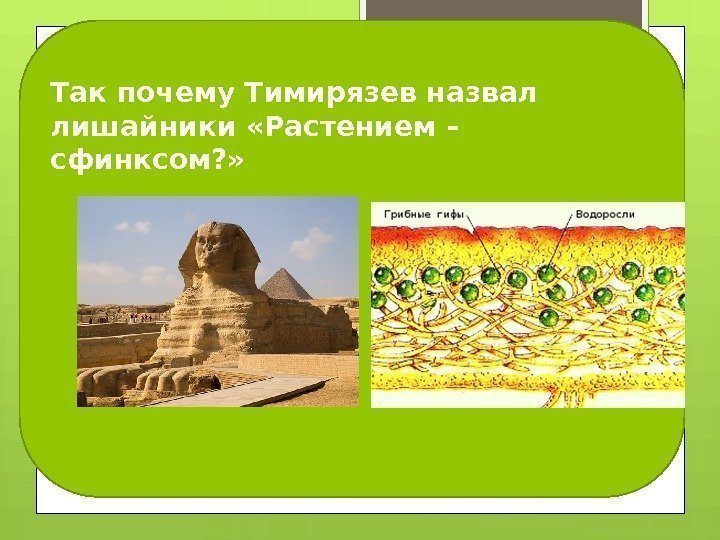 Так почему Тимирязев назвал лишайники «Растением – сфинксом? »    