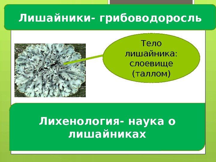 Лишайники- грибоводоросль Тело лишайника:  слоевище (таллом) Лихенология- наука о лишайниках   