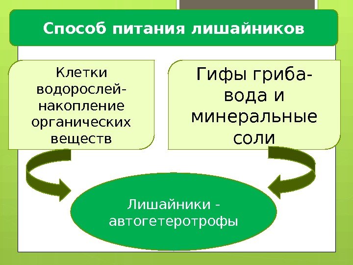 Способ питания лишайников Клетки водорослей- накопление органических веществ Гифы гриба- вода и минеральные соли