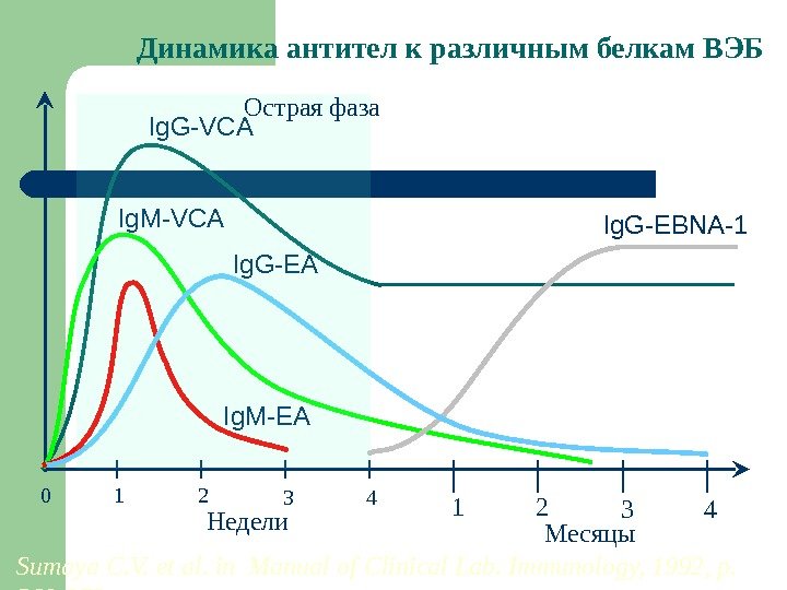 Динамика антител к различным белкам ВЭБ Ig. G-VCA Ig. M-VCA Ig. G-EBNA-1 Ig. G-EA