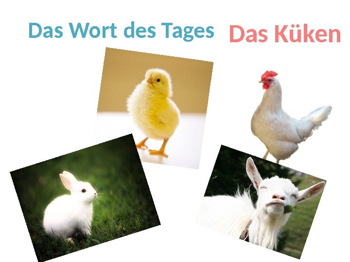 Das Wort des Tages Das Küken 