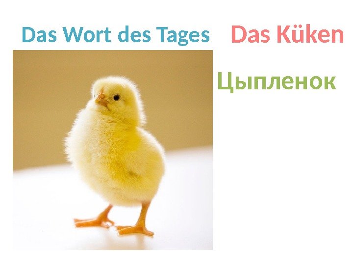 Das Wort des Tages Das Küken Цыпленок 