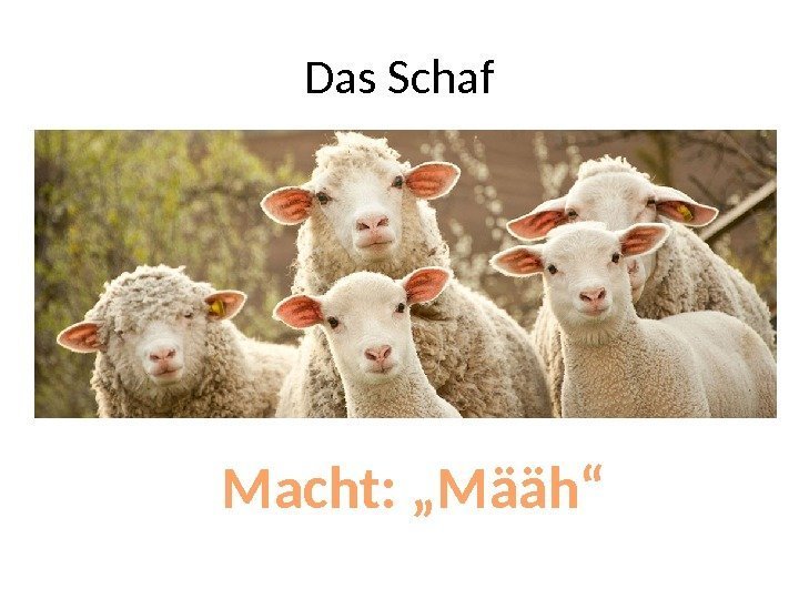 Das Schaf Macht: „Määh“ 