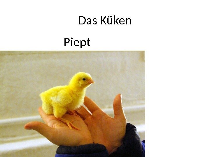 Das Küken Piept 