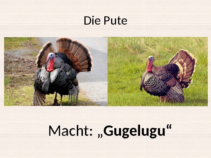 Die Pute Macht: „ Gugelugu“ 