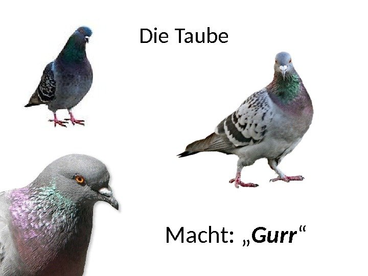 Die Taube Macht: „ Gurr “ 