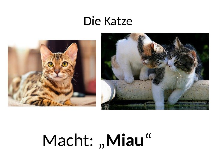 Die Katze Macht: „ Miau “ 