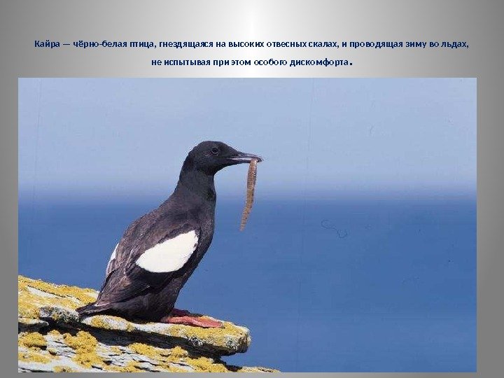 Кайра — чёрно-белая птица, гнездящаяся на высоких отвесных скалах, и проводящая зиму во льдах,