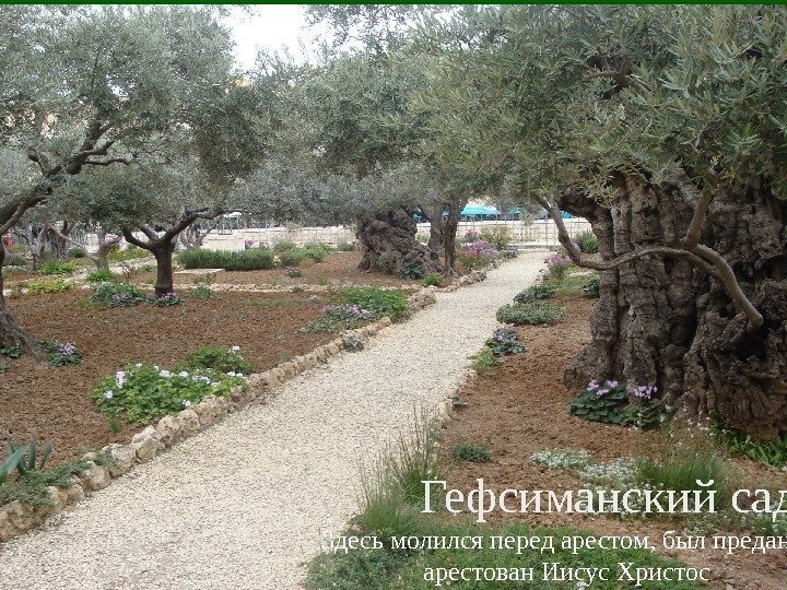 Гефсиманский сад Здесь молился перед арестом, был предан и арестован Иисус Христос 