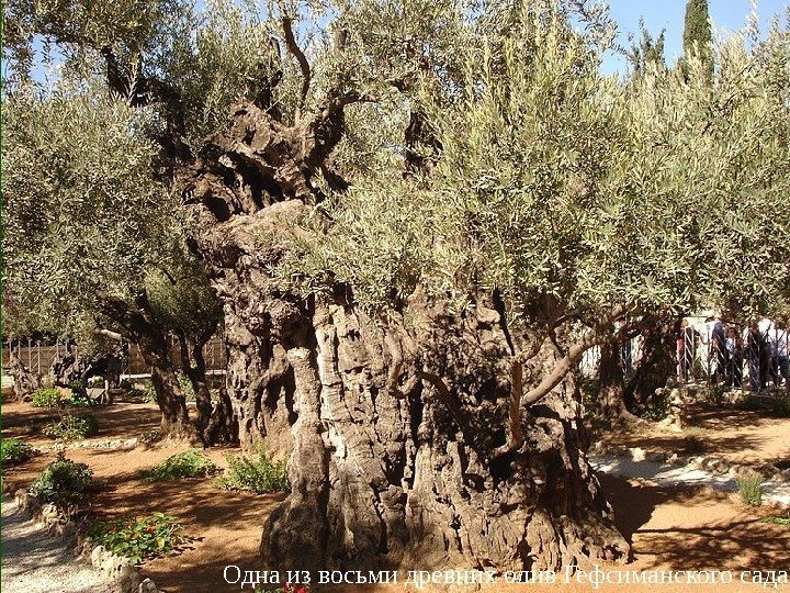 Одна из восьми древних олив Гефсиманского сада 