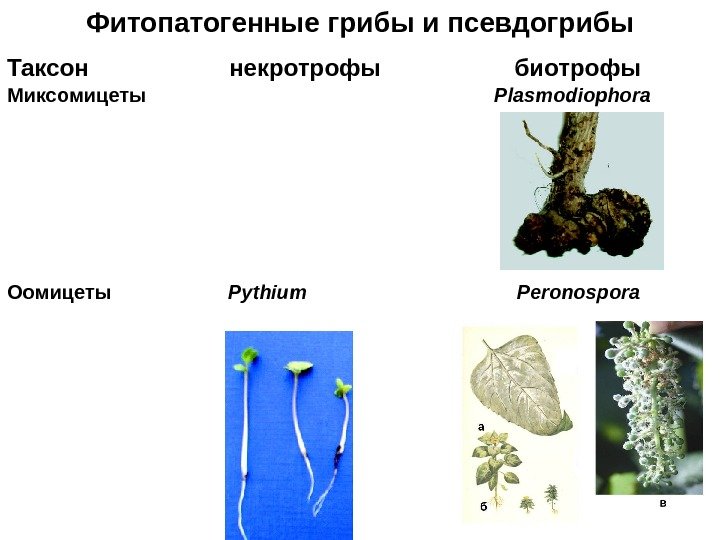 Фитопатогенные грибы и псевдогрибы Таксон     некротрофы    биотрофы
