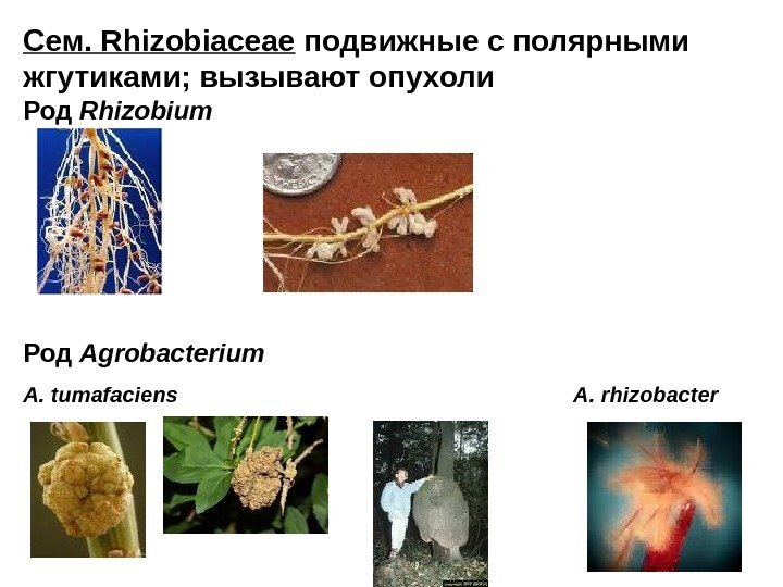 Сем.  Rhizobiaceae подвижные с полярными жгутиками; вызывают опухоли Род Rhizobium Род Agrobacterium A.