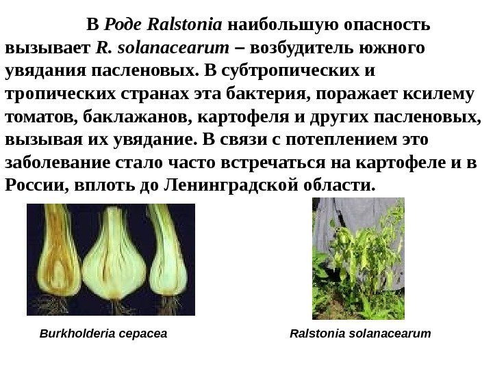    В Роде Ralstonia наибольшую опасность вызывает R.  solanacearum  –