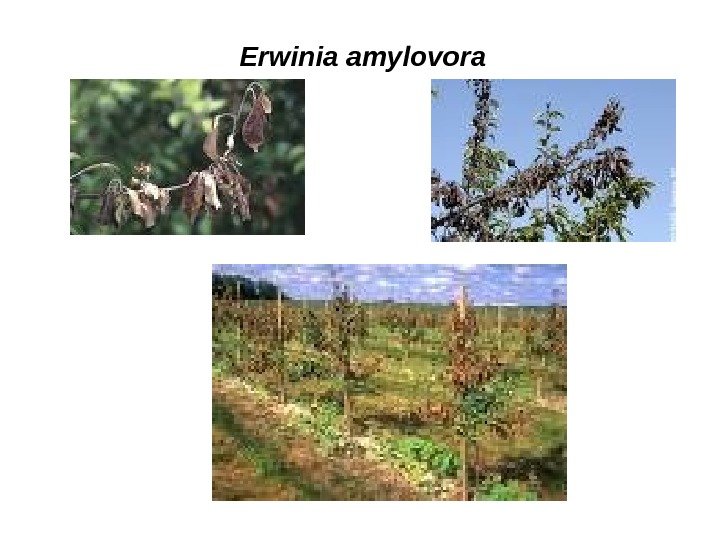 Erwinia amylovora 