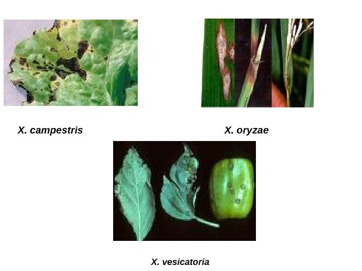 X. campestris     X. oryzae   X. vesicatoria 