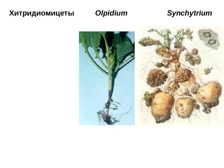 Хитридиомицеты  Olpidium    Synchytrium 